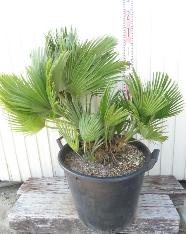 楽天市場】【現品発送】チャメロプス ボルケーノ 大株 15号鉢植え