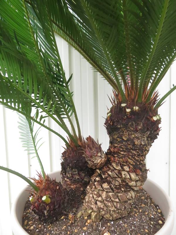 楽天市場】【現品発送】奄美姫蘇鉄(アマミヒメソテツ) 大株 苗木 12号