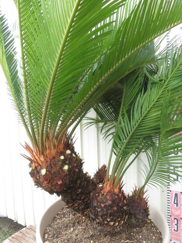 楽天市場】【現品発送】奄美姫蘇鉄(アマミヒメソテツ) 大株 苗木 12号