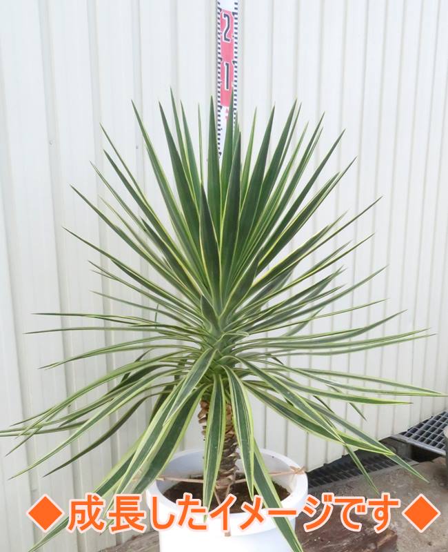楽天市場】ユッカ アロイフォリア バリエガータ（斑入り） 5号ポット