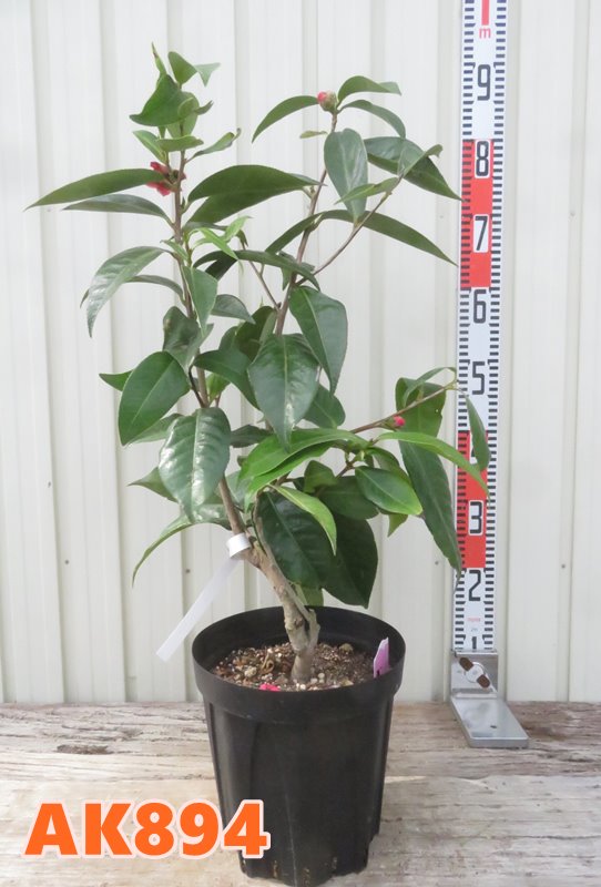 楽天市場】【選べる現品】ベトナムツバキ ハイドゥン 赤花 苗木 7号