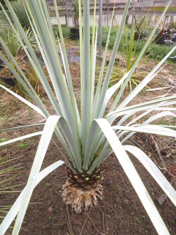 楽天市場】【現品発送】ユッカ リギダ 大株 根巻き : 千草園芸