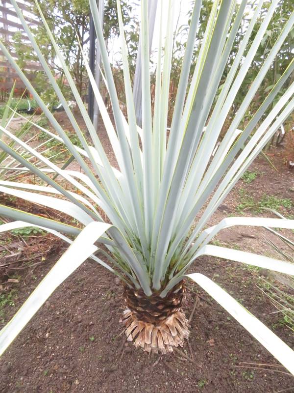 楽天市場】【現品発送】ユッカ リギダ 大株 根巻き : 千草園芸