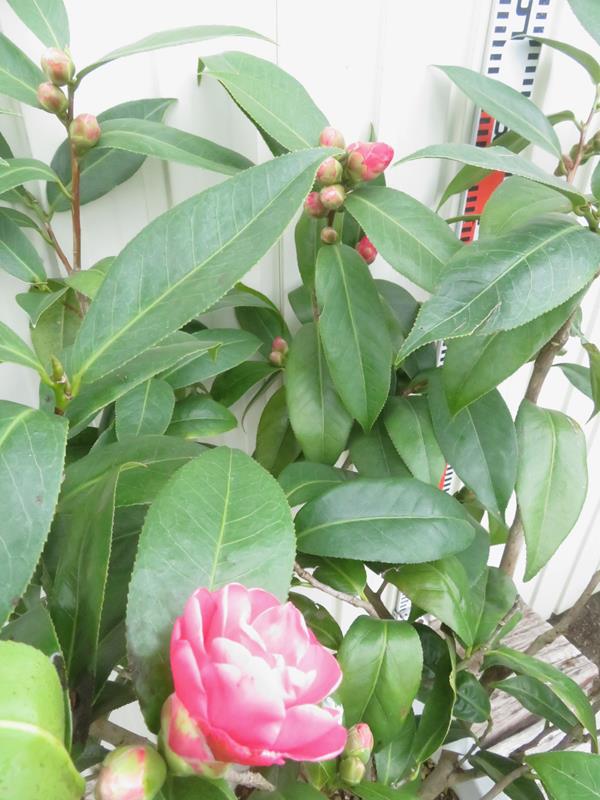 楽天市場】【現品発送】ベトナムツバキ ハイドゥン 赤花 苗木 9号