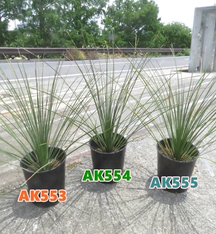 楽天市場】【選べる現品発送】ダシリリオン クアドラングラツム 7号