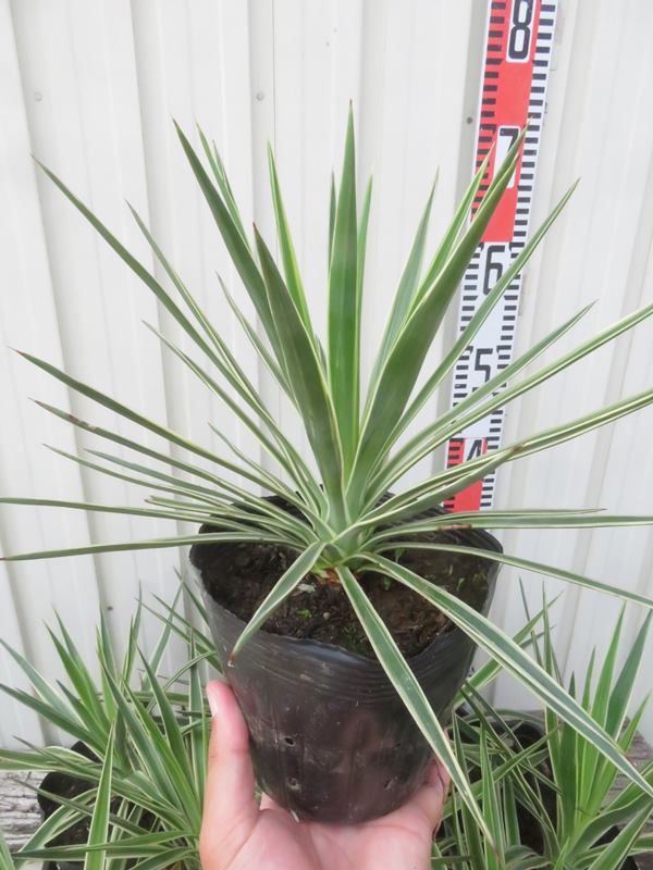 楽天市場】ユッカ アロイフォリア バリエガータ（斑入り） 5号ポット