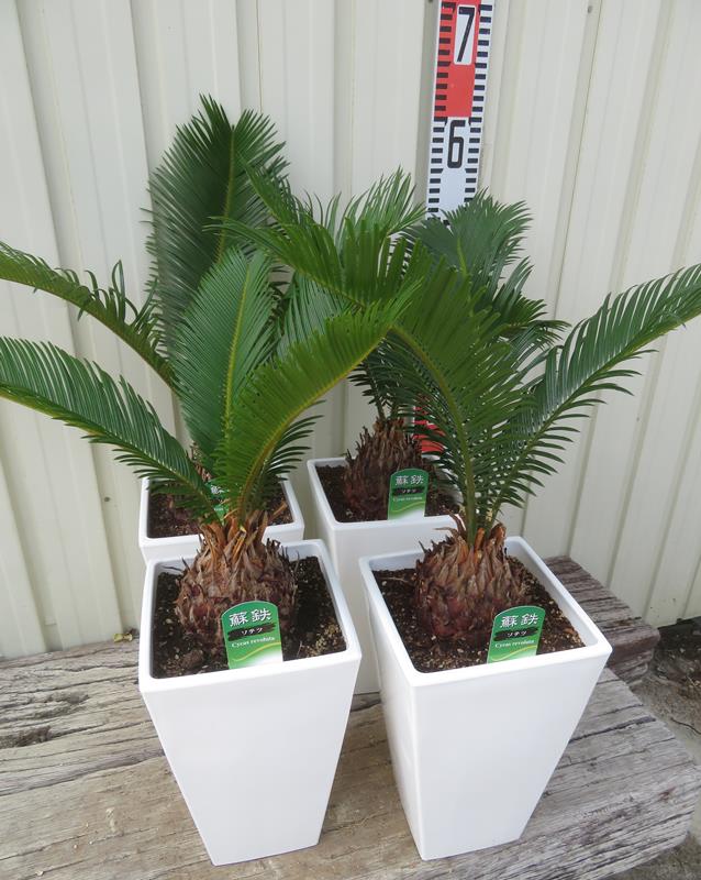 楽天市場】ソテツ（蘇鉄) 6号スクエア鉢植え（白） : 千草園芸