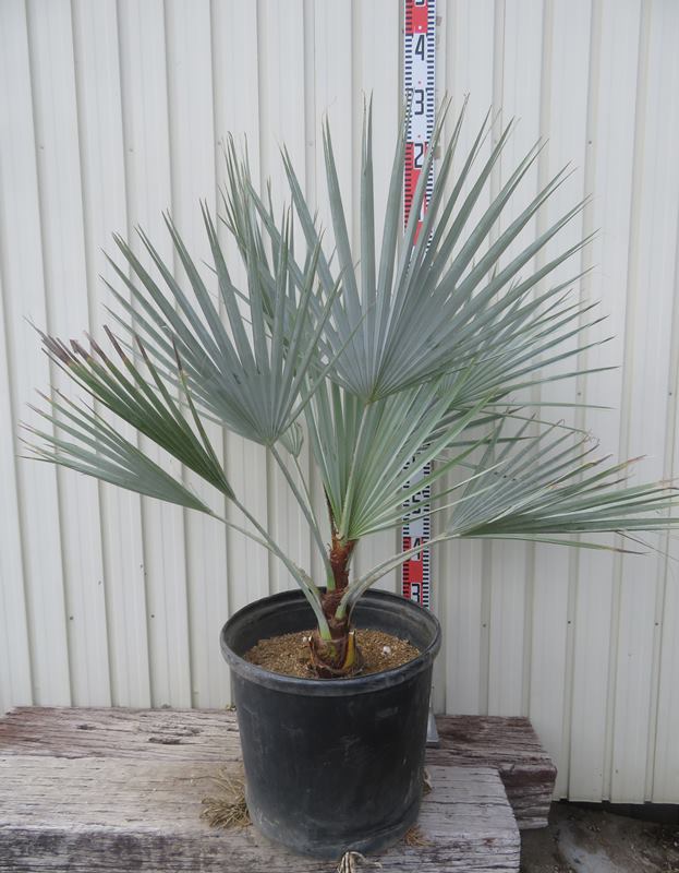 楽天市場】【現品発送】ブラヘア アルマータ 13号鉢植え 苗木 : 千草園芸