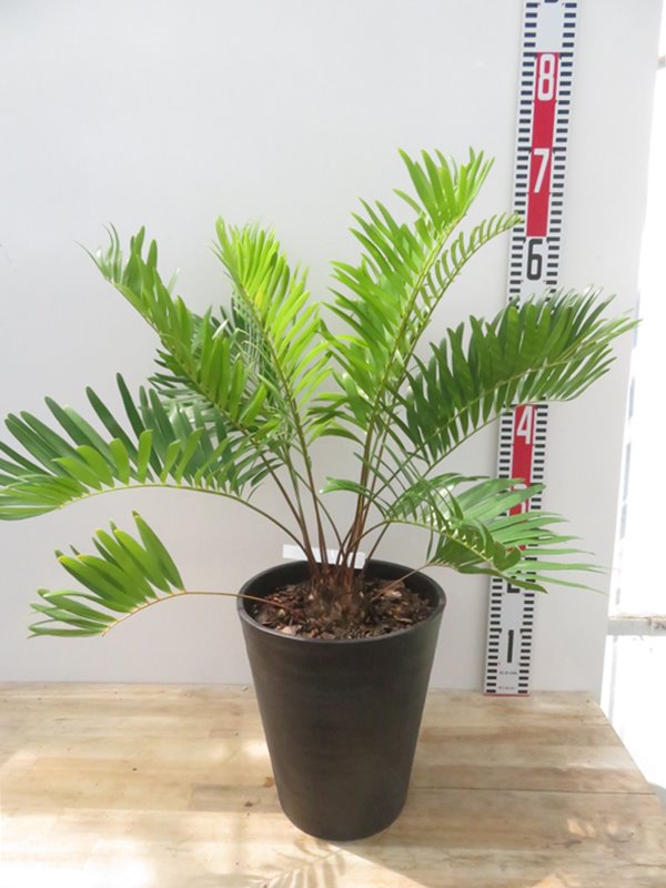 楽天市場】【現品発送】ザミア フロリダーナ 7号セラアート鉢植え 苗木