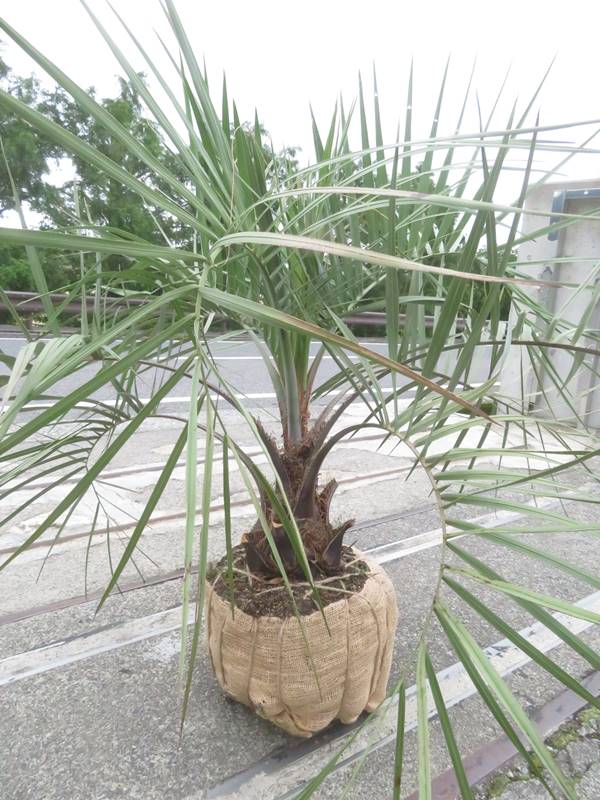 楽天市場】【現品発送】ココスヤシ 大株 根巻き 苗木【Q】13 : 千草園芸