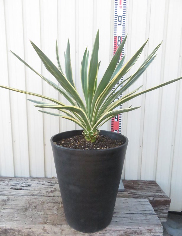 楽天市場】【現品発送】斑入ユッカ グロリオサ バリエガータ 10号