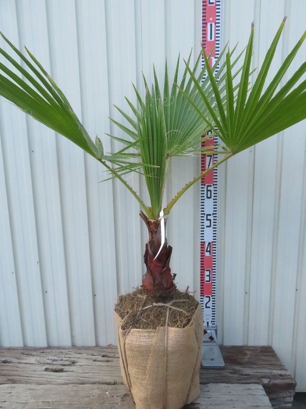 楽天市場】【現品発送】ワシントンヤシ(ワシントニア) 中株 苗木 根