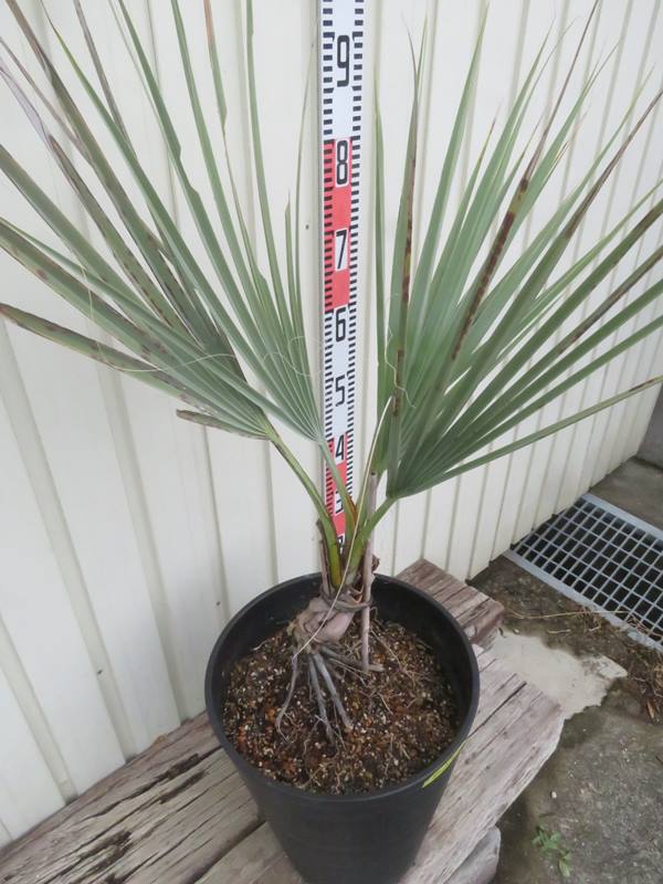 楽天市場】【現品発送】ナンノロプス アラビカシルバー（耐寒性椰子