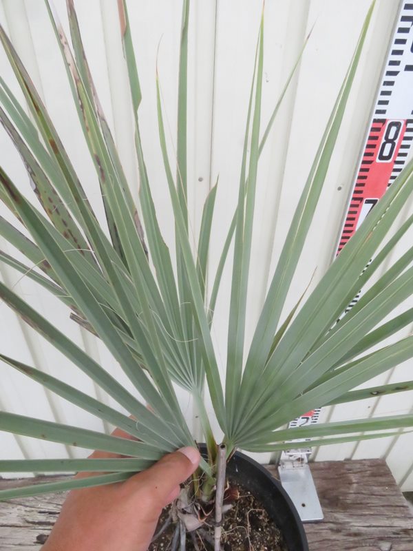 楽天市場】【現品発送】ナンノロプス アラビカシルバー（耐寒性椰子