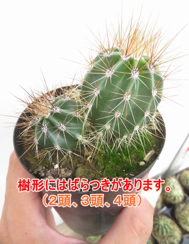 楽天市場】弁慶柱（ベンケイチュウ）サボテン 3号鉢植え 苗木 : 千草園芸