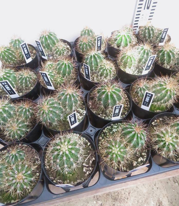 楽天市場】弁慶柱の通販