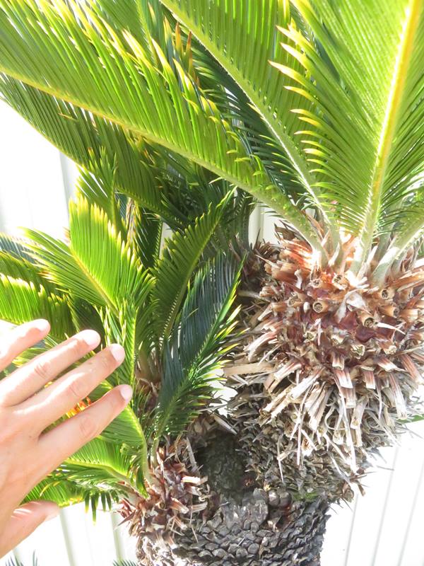 楽天市場】【現品発送】金環蘇鉄(キンカンソテツ) 特大株 幹太 苗木