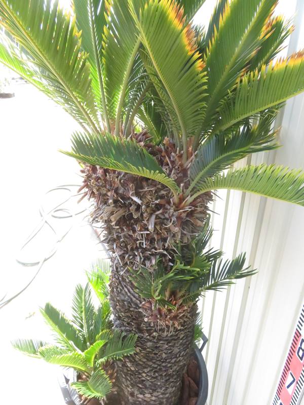 楽天市場】【現品発送】金環蘇鉄(キンカンソテツ) 特大株 幹太 苗木