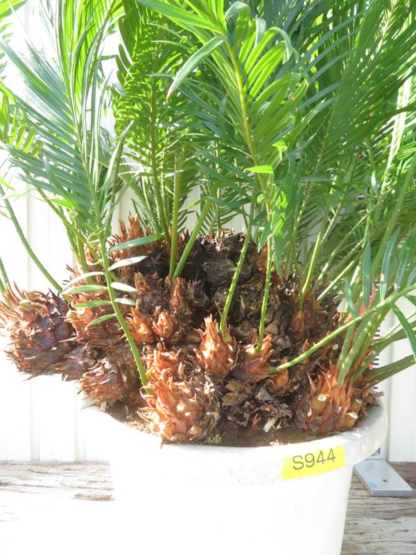 楽天市場】【現品発送】ソテツ（蘇鉄) 苗木 群生株 特大 12号鉢植え