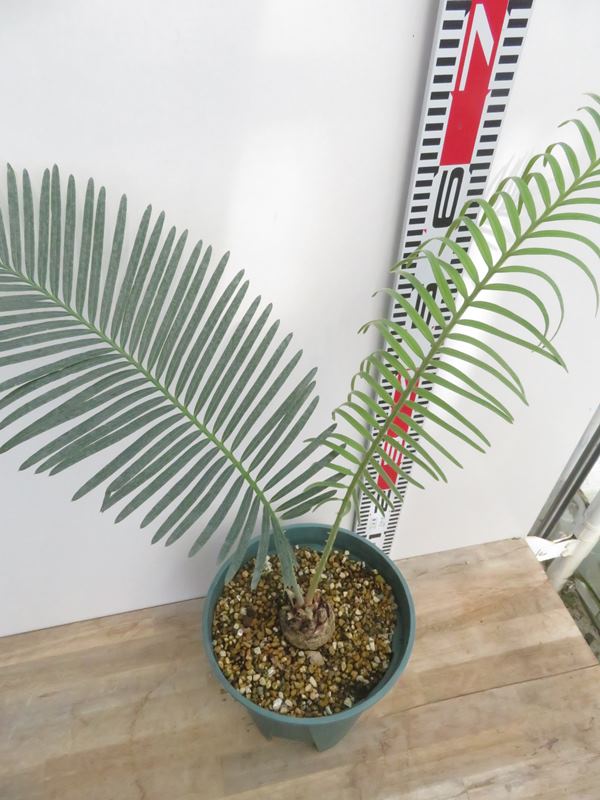 楽天市場】【現品発送】サイカス タイシルバー（タイ原産銀葉ソテツ