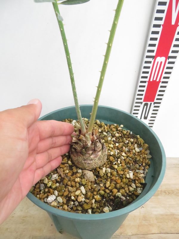 楽天市場】【現品発送】サイカス タイシルバー（タイ原産銀葉ソテツ