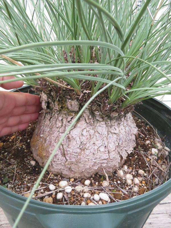 楽天市場】【現品発送】カリバナス フーケリー 12号鉢植え 苗木 : 千草園芸