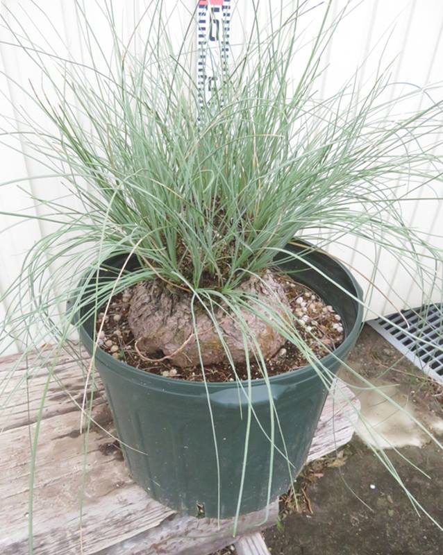 楽天市場】【現品発送】カリバナス フーケリー 12号鉢植え 苗木 : 千草園芸