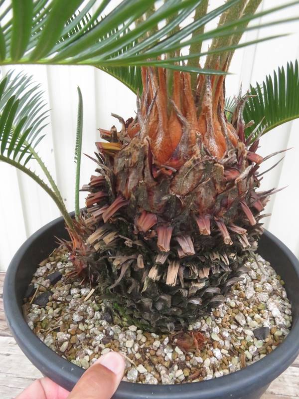 楽天市場】【現品発送】金環蘇鉄(キンカンソテツ) 大株 10号鉢植え