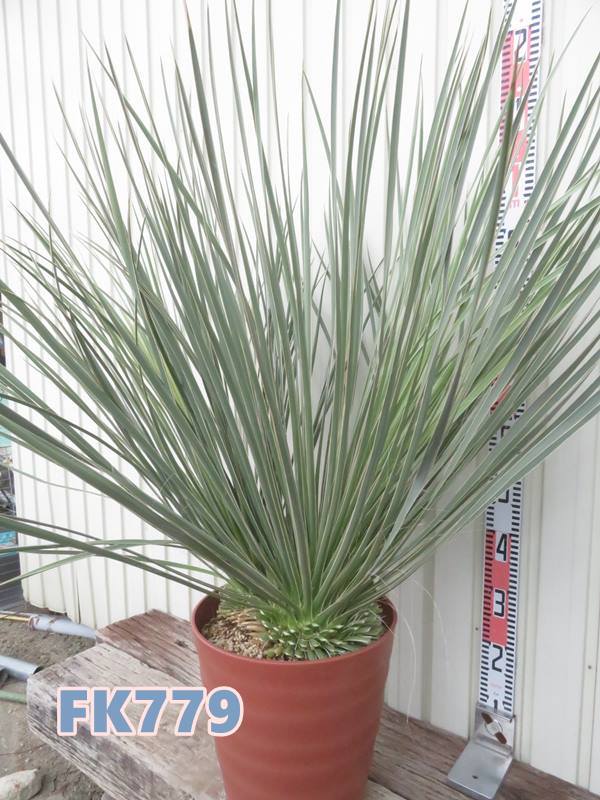 楽天市場】【現品】ユッカ グラウカ 苗木 10号フレグラー鉢植え W1.0m