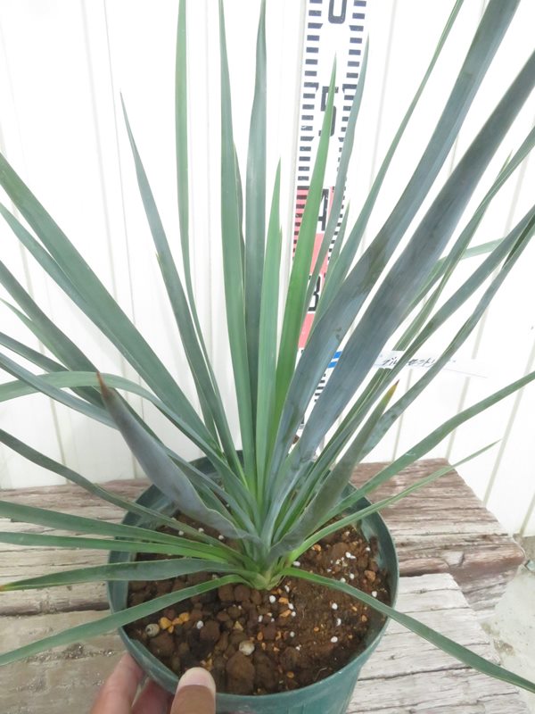 楽天市場】ユッカ リギダ'ブルーセントリー' 7号鉢苗木 : 千草園芸