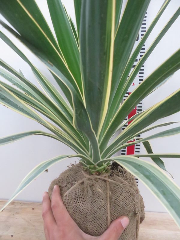 楽天市場】【再入荷/根巻き株】斑入ユッカ グロリオサ バリエガータ 中