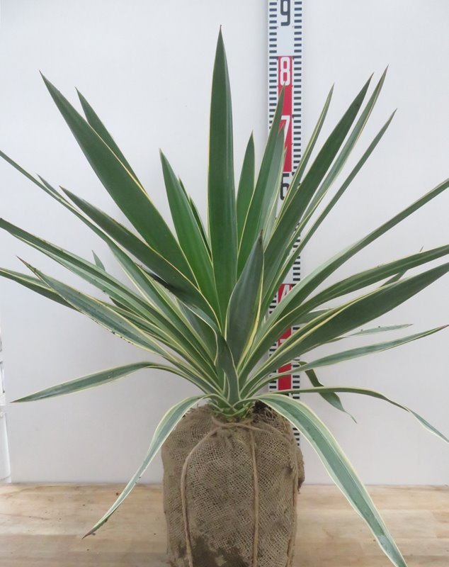 楽天市場】【再入荷/根巻き株】斑入ユッカ グロリオサ バリエガータ 中