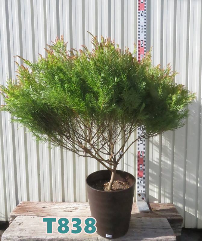 楽天市場】【選べる現品発送】アカシア テレサ 大株 10号フレグラー