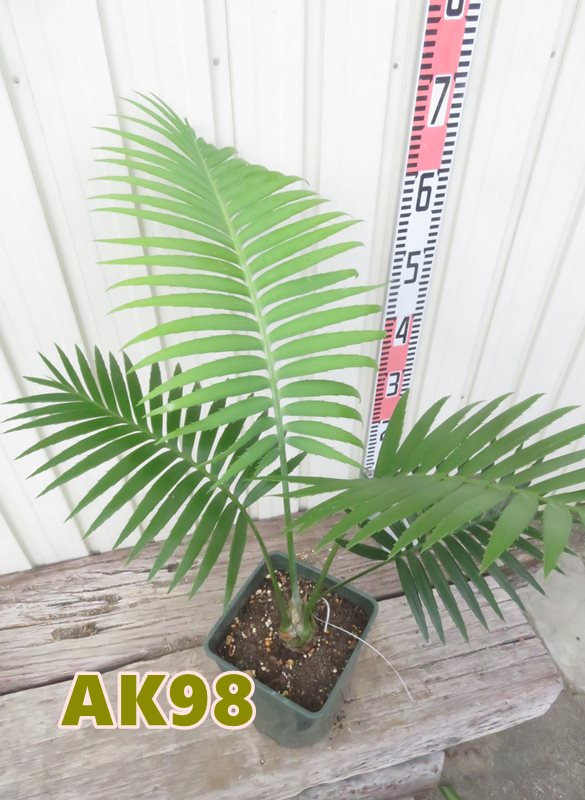 楽天市場】【選べる現品発送】ソテツ ディオーンスピヌロスム 5号