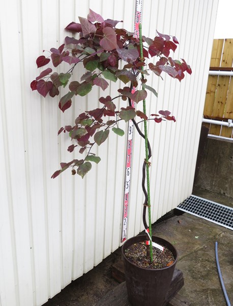 楽天市場】【現品】アメリカハナズオウ ルビーフォールズ 10号