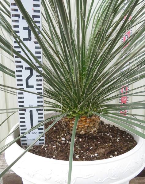 楽天市場】【現品発送】ユッカ エラータ 大株 12号鉢植え : 千草園芸