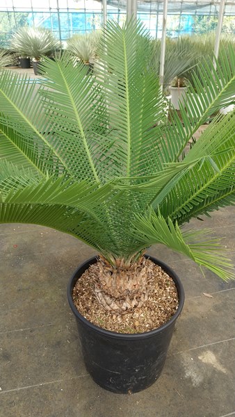 楽天市場】【現品発送】ソテツ ディオーン エデューレパルマソラ 10号