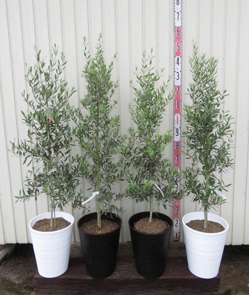 楽天市場】【選べる現品】オリーブの木 シプレシーノ 苗木 10号