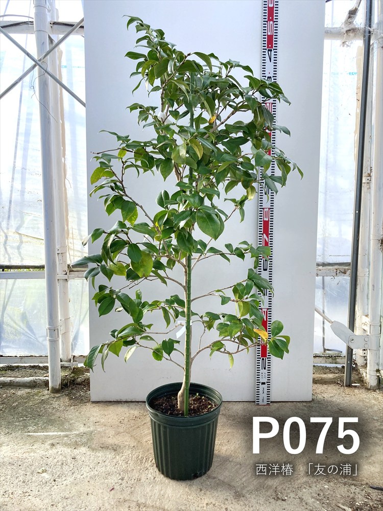楽天市場】【現品販売】西洋椿 「友の浦 (トモノウラ)」 7号接ぎ木