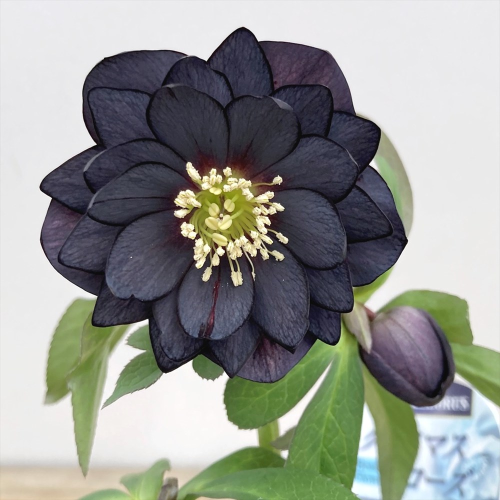 楽天市場】クリスマスローズ ブラック ダブルの通販