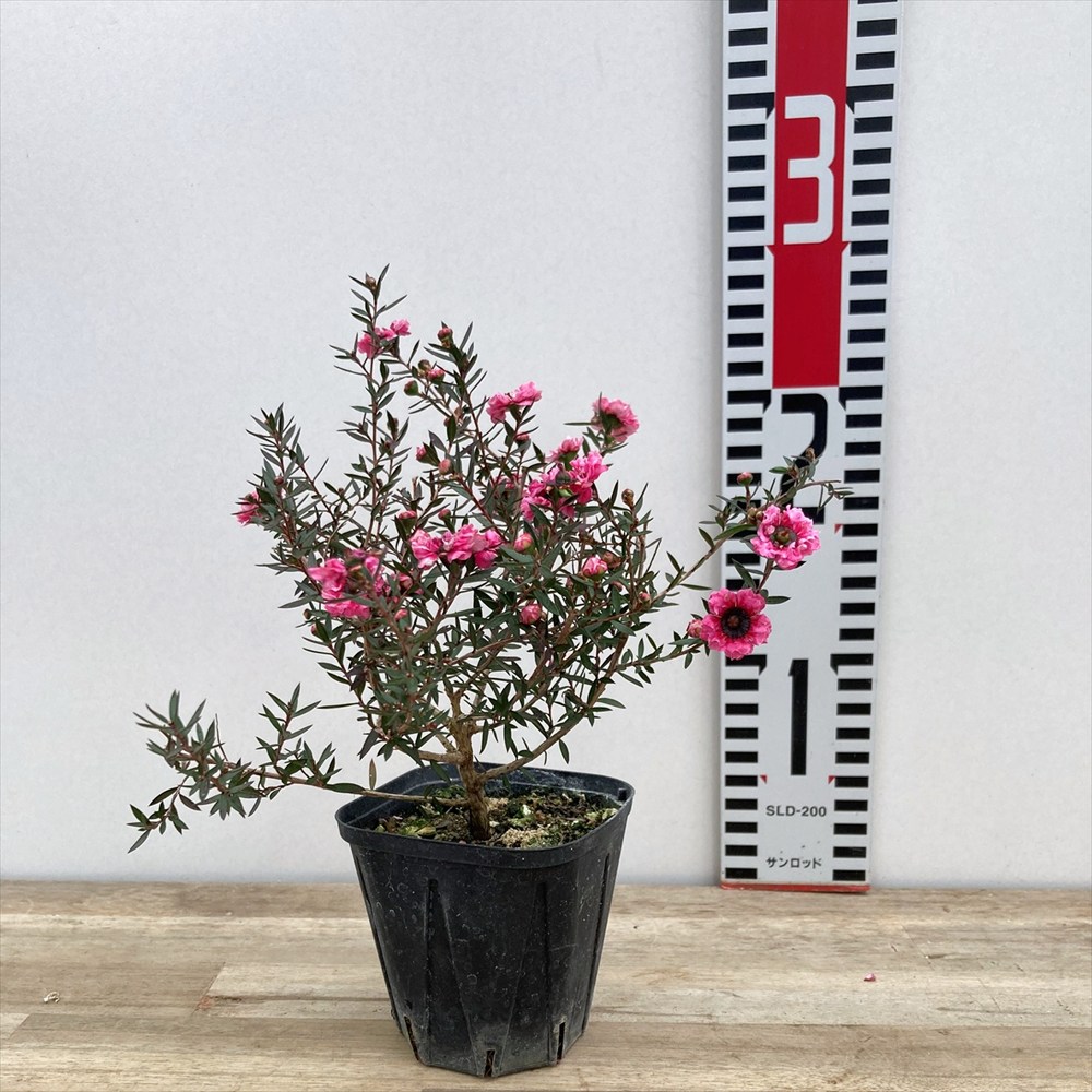 楽天市場】御柳梅 ギョリュウバイ 八重咲き/ ピンク系 3.5号小苗