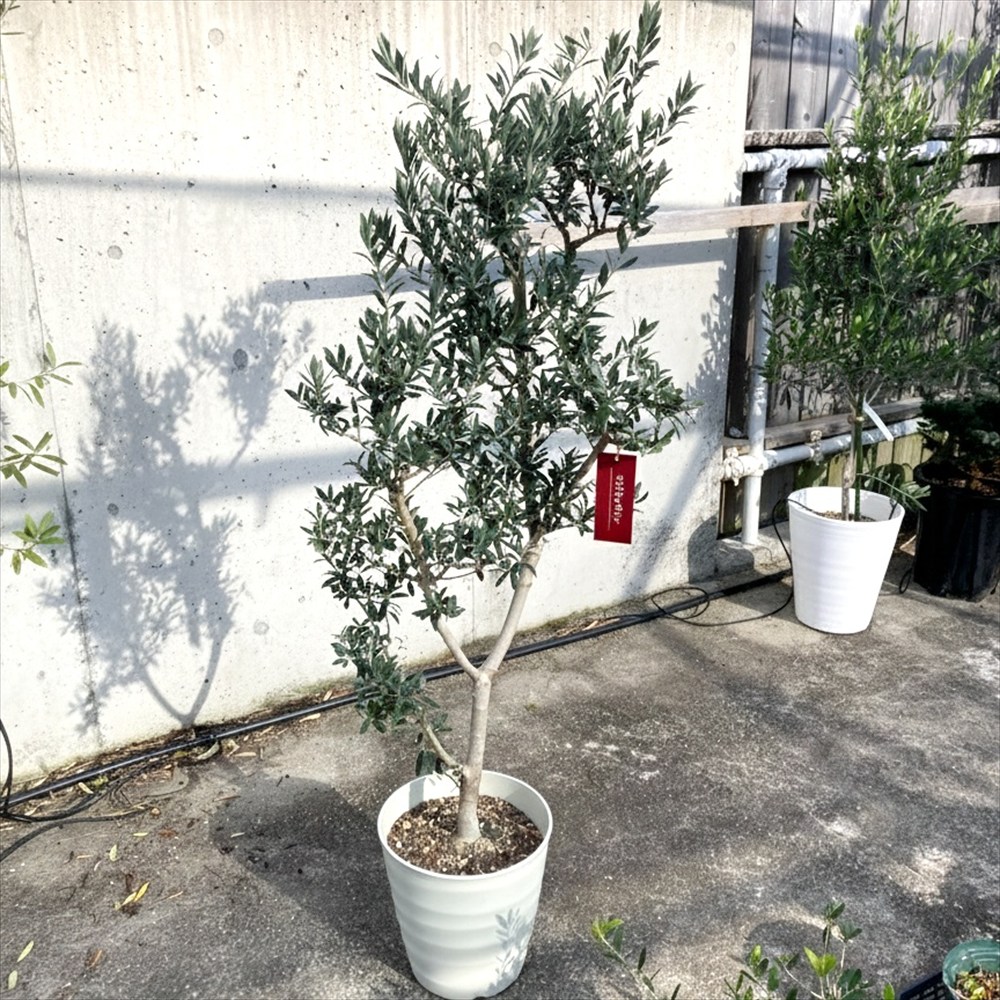 種 オリーブ 木」の人気商品一覧 | 安い商品を通販サイトから探す