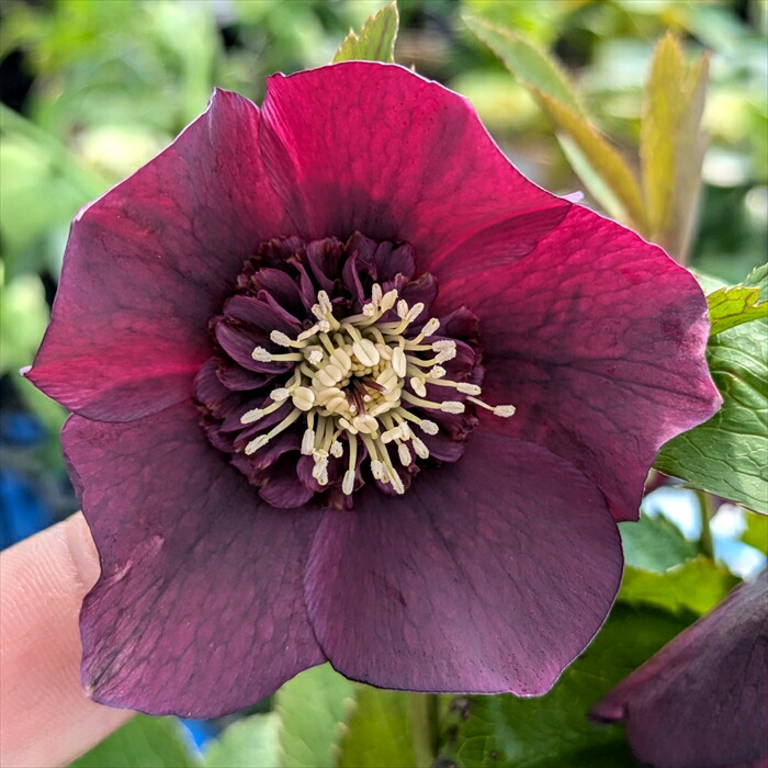 16日まで クリスマスローズ ダーク系 セミダブル 7寸 お値下げ可能