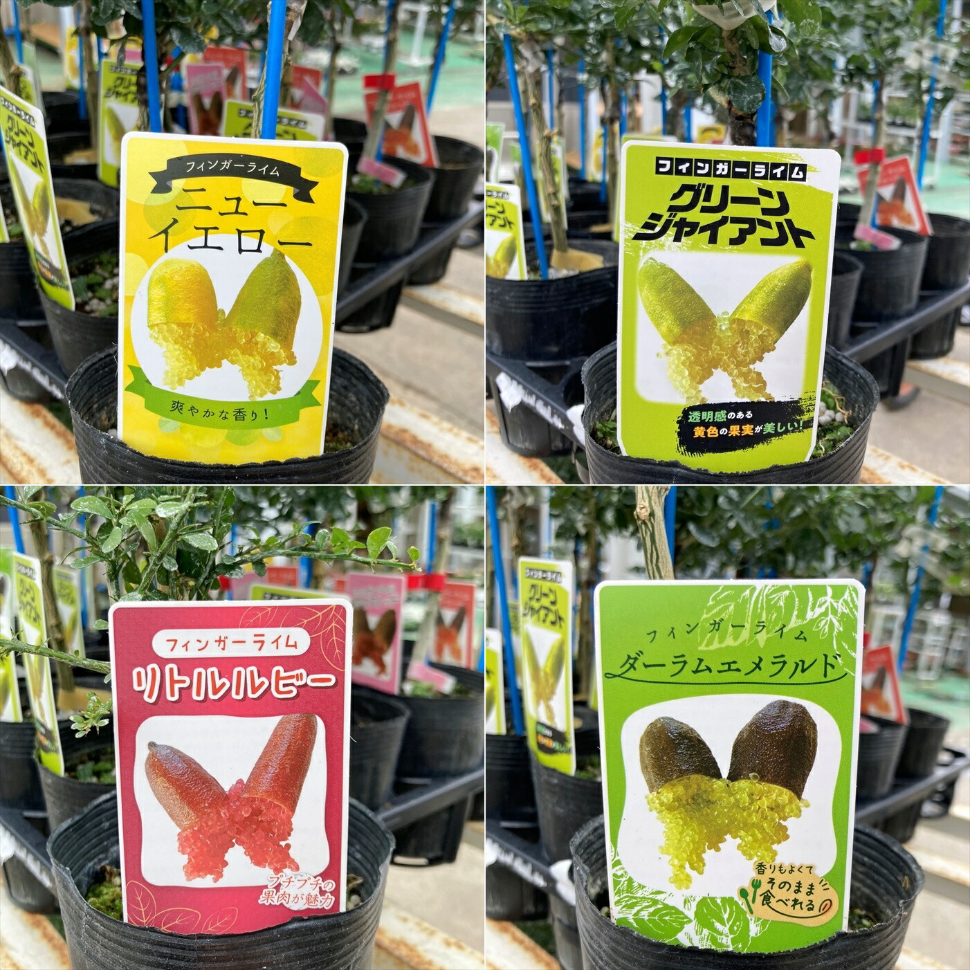 楽天市場】【品種が選べる】フィンガーライム 接ぎ木 4号 苗木 : 千草園芸