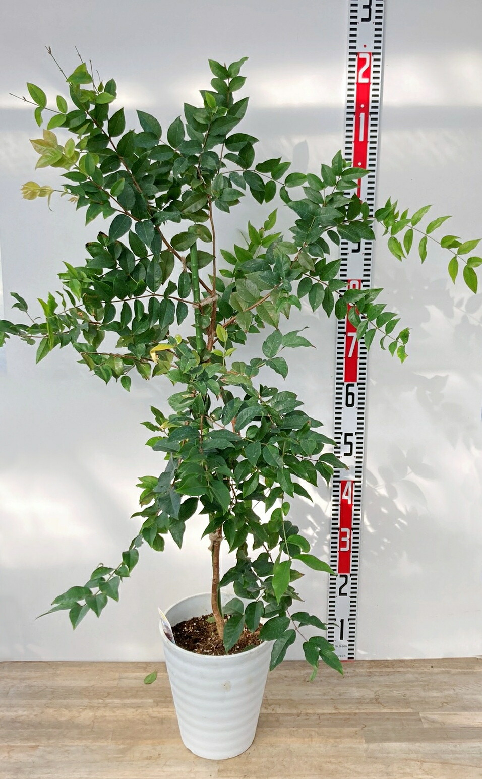 ジャボチカバ 小葉種 花芽付き 【公式通販】