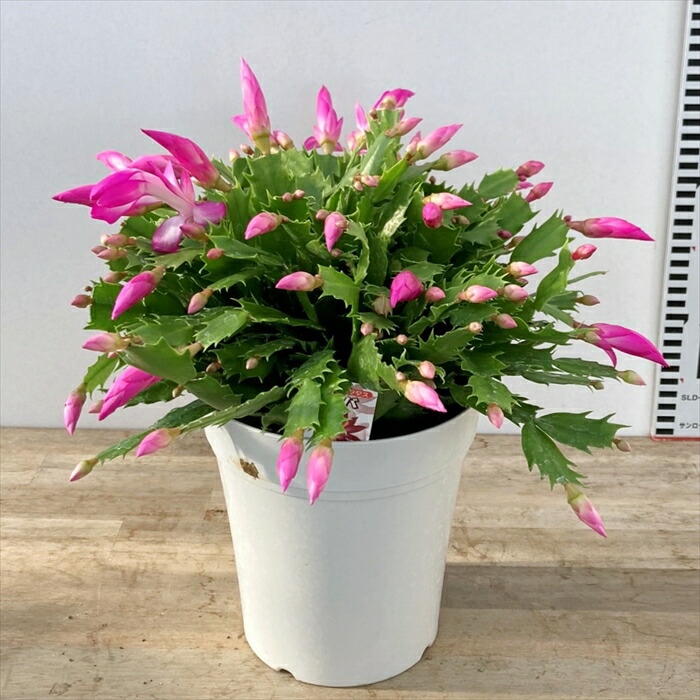 楽天市場】シャコバサボテン（蝦蛄葉サボテン）「エバ」 5号鉢植え苗