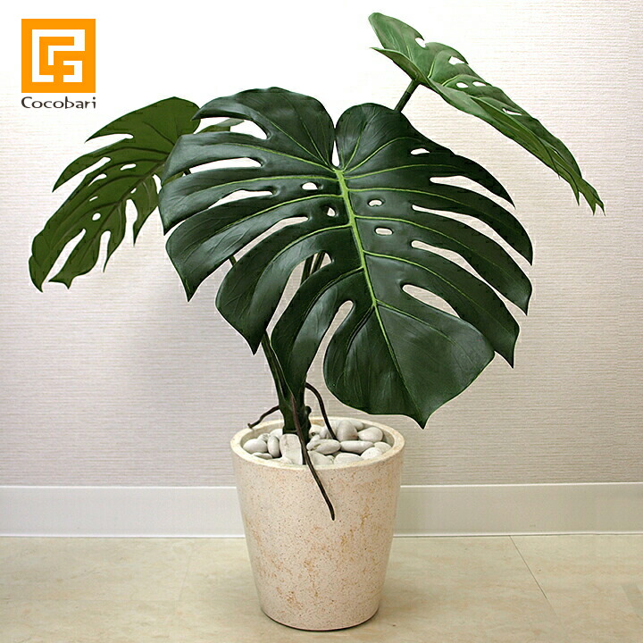 楽天市場】モンステラ株立ちタイプ(LL) 【 モンステラ 造花 リアル