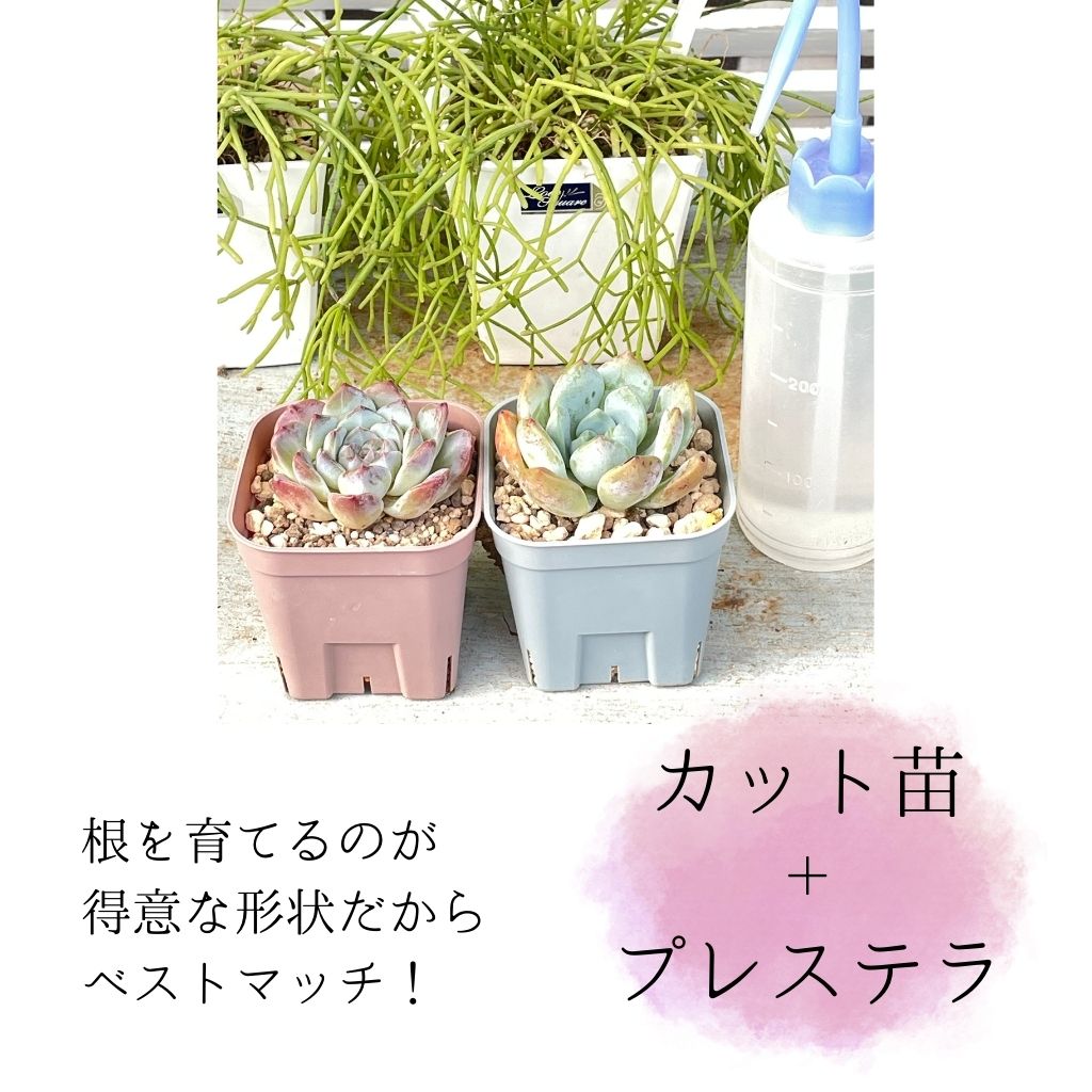 楽天市場】スリット鉢 プレステラ 120個セット 多肉植物 鉢 プレステラ