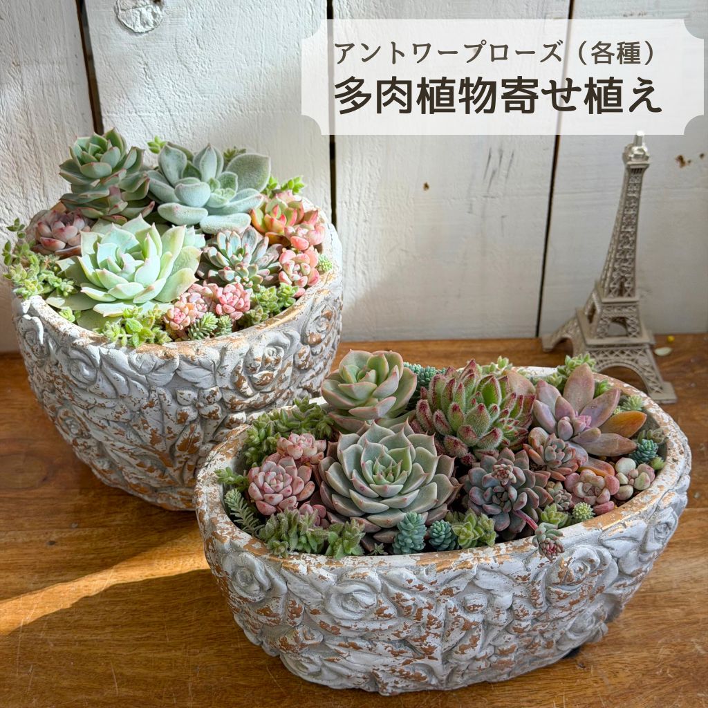 楽天市場】多肉植物 寄せ植え アントワープローズ 14cm～ 誕生日 母の