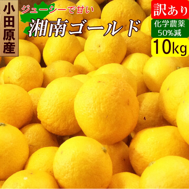 楽天市場】湘南 ゴールド 苗の通販